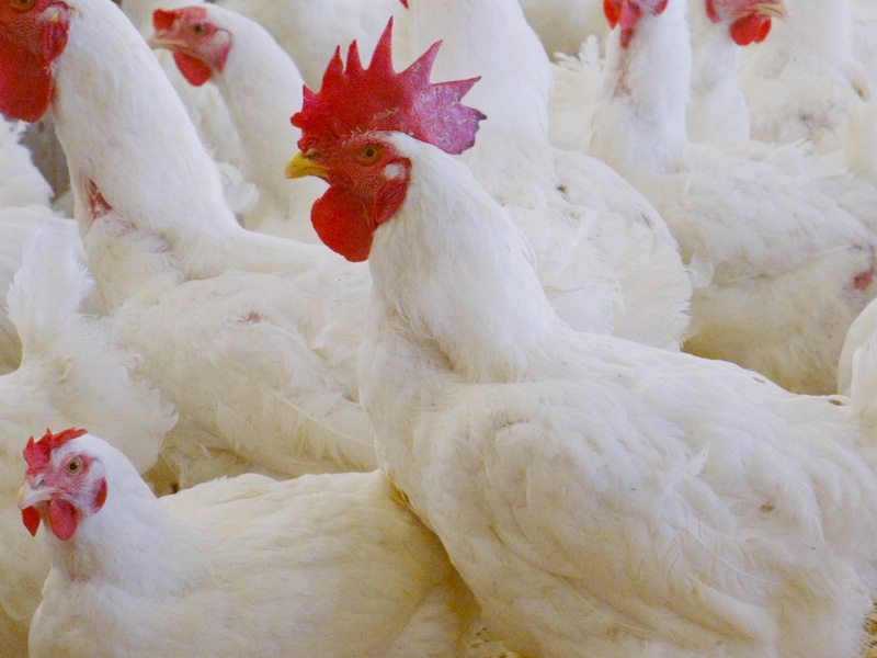 Bell & Evans Breeder Chickens