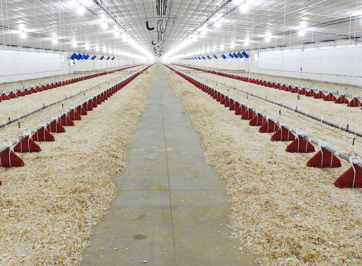 Biosecurity in Chicken Houses
