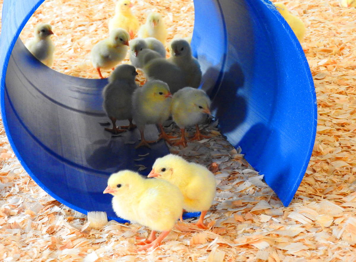 Happy Healthy Chicks