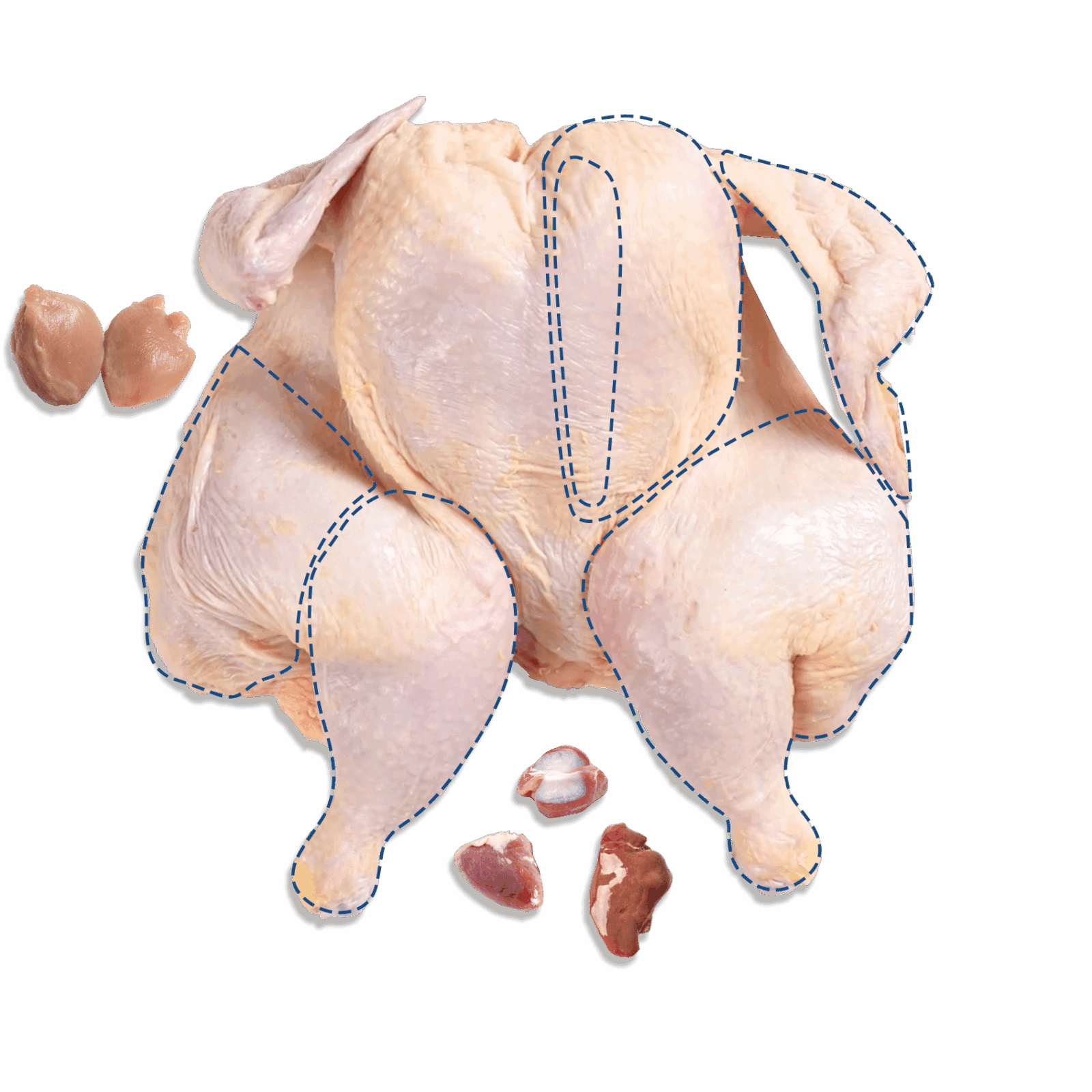 A raw whole chicken shown from above, with outlines marking different cuts and sections.