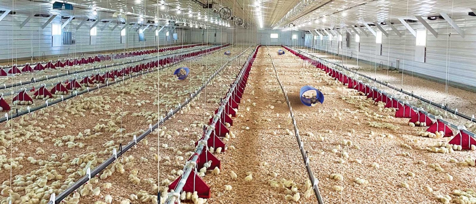 chicken-house