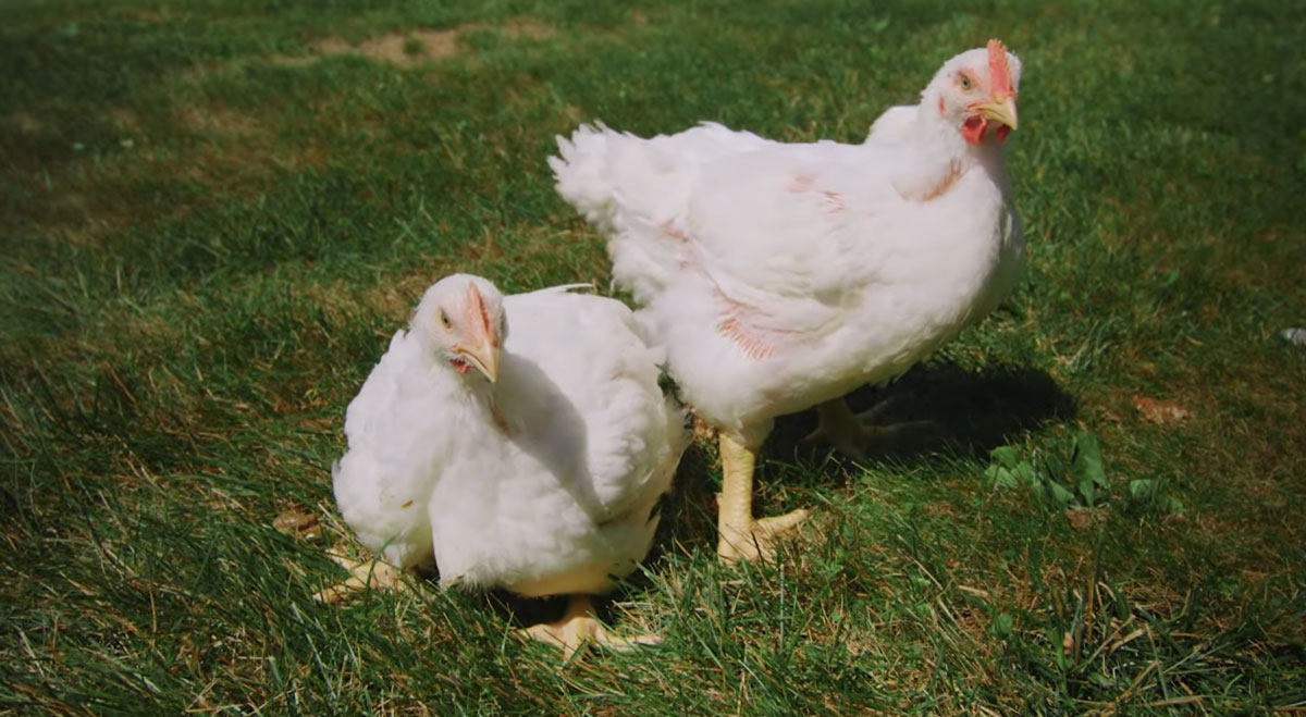 Chickens outside in grass