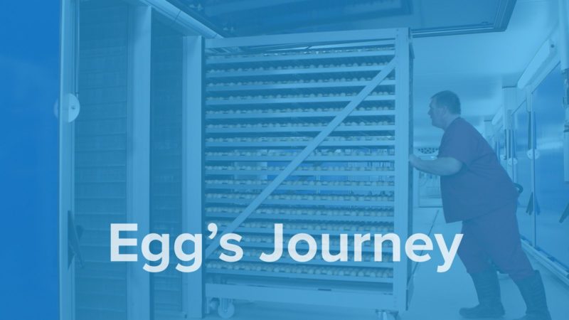 Eggs Journey