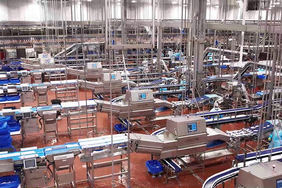 Inline Processing at Bell & Evans Plant 3.