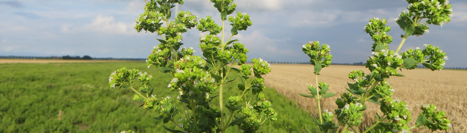 Scott's Chicken Blog on Oregano in our Feed