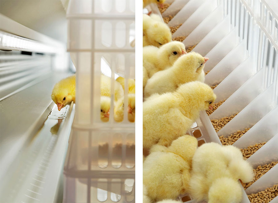 superior-animal-welfare
